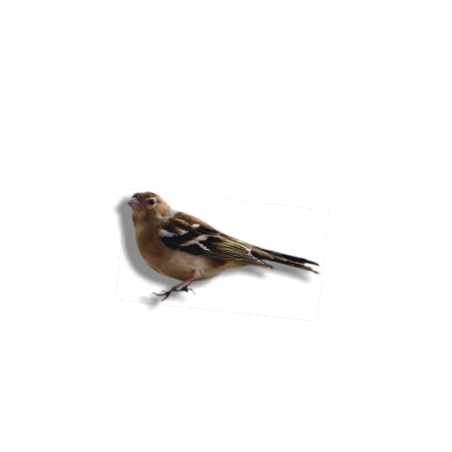PASSIVHAUS